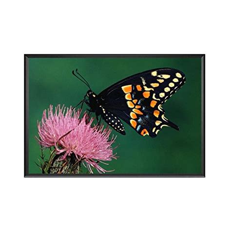Butterfly UV Textured Wall Poster - with Frame, 18 inch x 12 inch ...