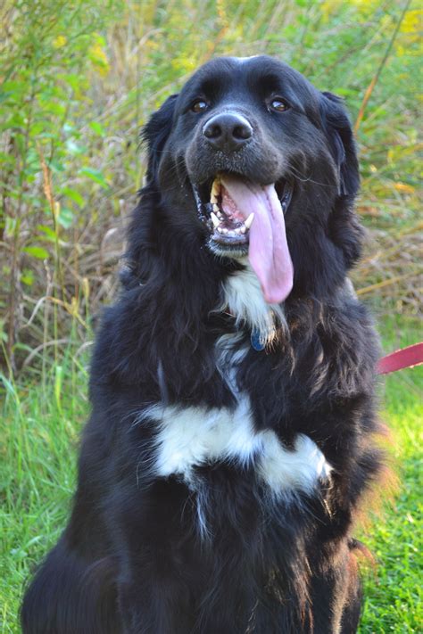 Golden Retriever Mixed With Bernese Mountain Dog
