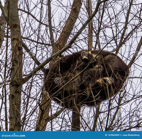 Raccoons Sleeping In Log Stock Photography | CartoonDealer.com #53887784