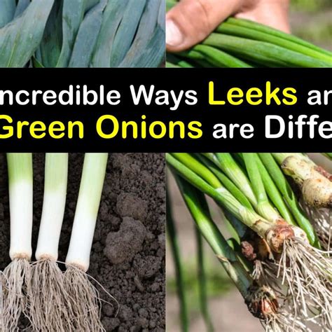 Difference Between Scallion, Green Onion, Spring Onion,, 50% OFF