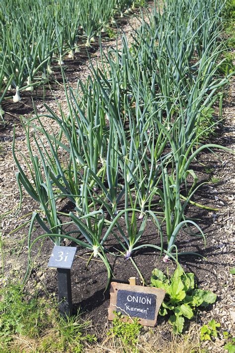 Onion companion planting: the top plants to grow with onions | Country