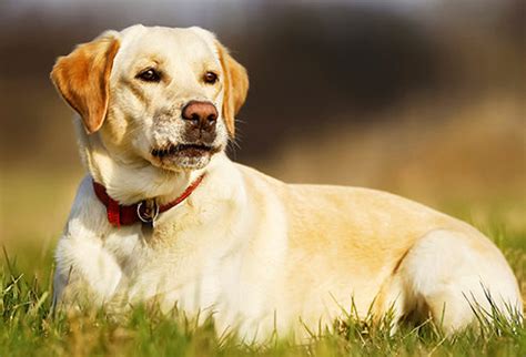 Famous Labradors Retriever Dog Breeds in India – Petsworld