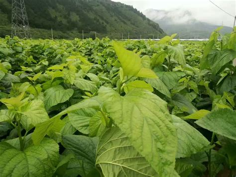 蛋白桑：不同桑品种对家蚕饲料价值的探讨_凤凰网健康_凤凰网