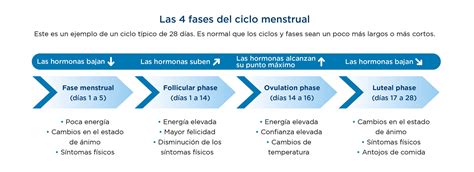 Las 4 fases del ciclo menstrual: cómo sentirse lo mejor posible durante ...