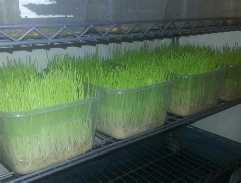 Image result for Expendable Fodder