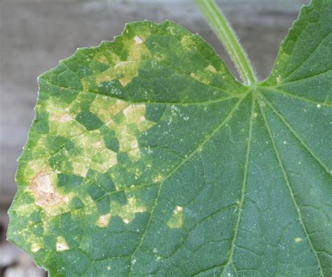 How to spot zucchini diseases and deal with problems | Homes and Gardens