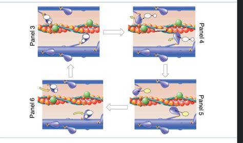 Image result for Cross Bridge Cycle Explained
