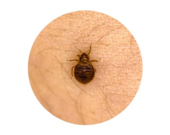 Rodents Management - Biligiri Pest Control Services