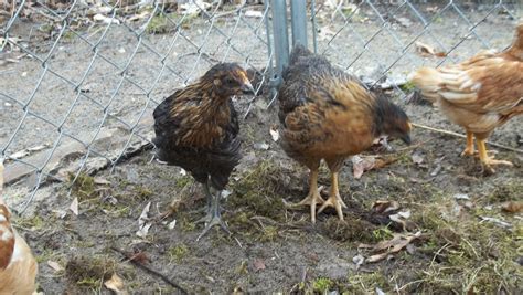 4 week old pullets, Partridge Rocks | BackYard Chickens - Learn How to ...