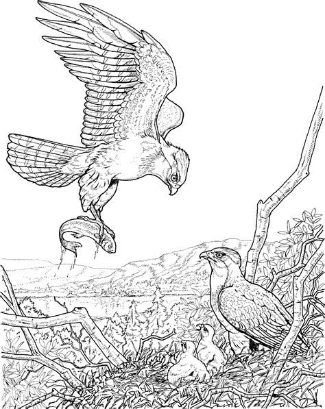 Free Eagle Coloring Pages