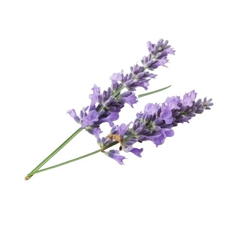 Lavender flower isolated. 22149250 PNG