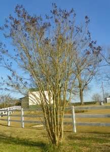 Pruning a Crape Myrtle | N.C. Cooperative Extension