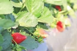 又到草莓成熟季 来体验“莓”好时光-罗村社区