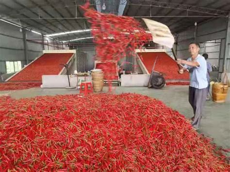 印江3.5万亩辣椒陆续成熟采收上市 - 印江网