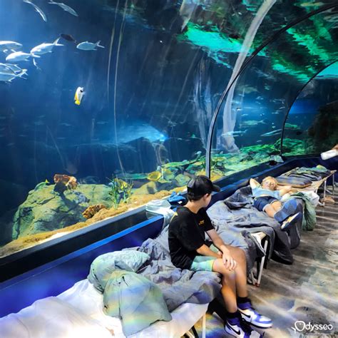 Sleep with the shark - Odysseo Oceanarium Mauritius