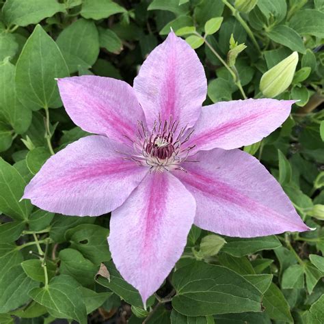 Clematis ROSALIE - Buy Clematis Perennials Online