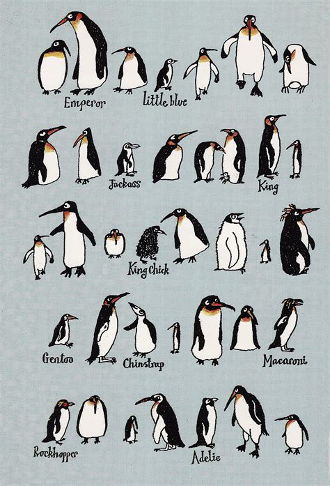 Different Types Of Penguins With Pictures