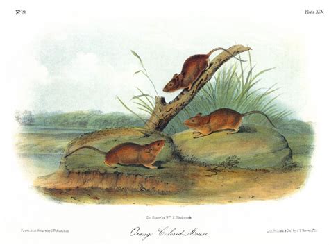 Audubon Mouse Ngolden Or Orange-Colored Mouse (Ochrotomys Nuttalli ...