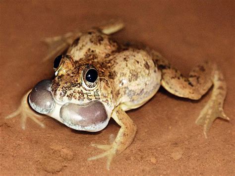 Euphlyctis jaladhara – GKToday