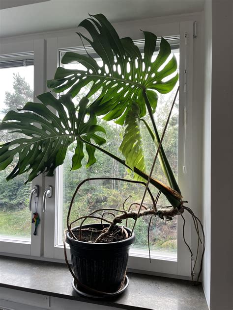 Monstera Planter Ideas: Transform Your Space with Lush Greenery - Indoor Plants