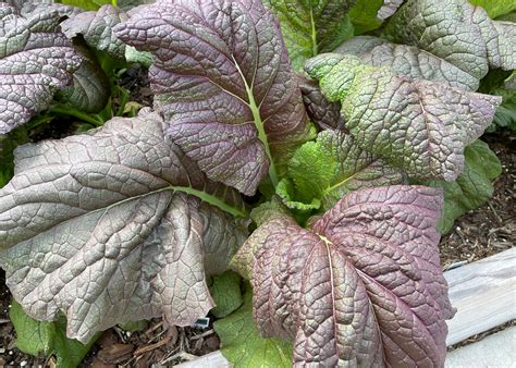 Mustard Greens Growing Guide: Seed to Harvest | CropNerd