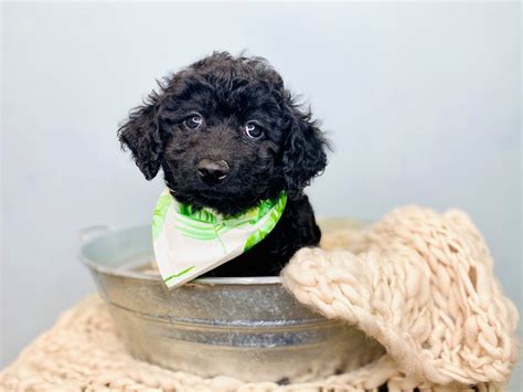 Image result for F1B Cockapoo