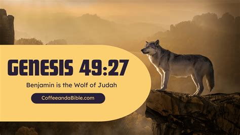 Benjamin, the Wolf of Judah (Genesis 49:27) - Coffee and a Bible