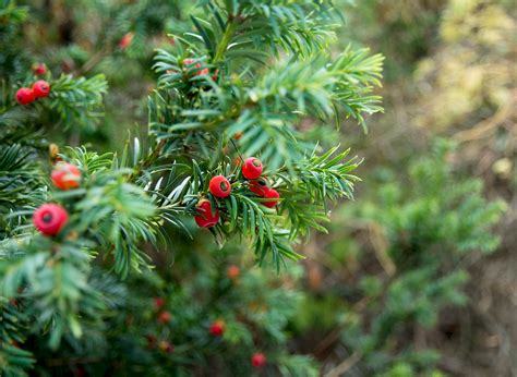 English yew | Evergreen, Coniferous, Taxus baccata | Britannica
