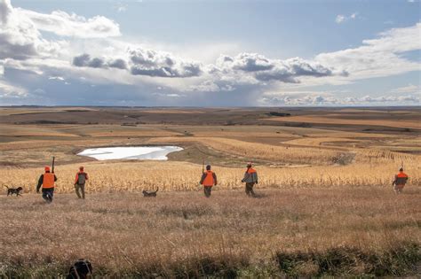 South Dakota Guided Pheasant Hunts