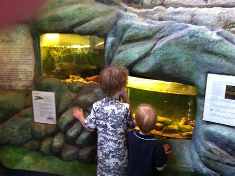 Watching the animals in Hidden Pond Nature Center >> The Joy Troupe ...