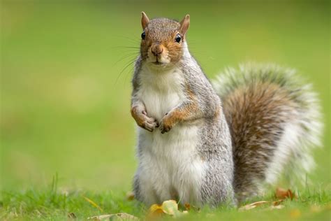 Grey Squirrel American