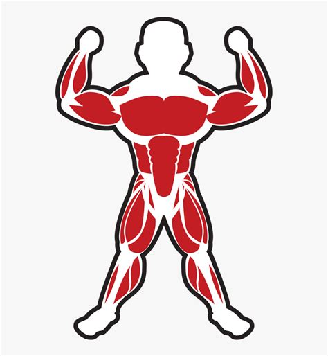 Muscles Clipart Skeletal Muscle - Skeletal Muscle Clip Art, HD Png ...