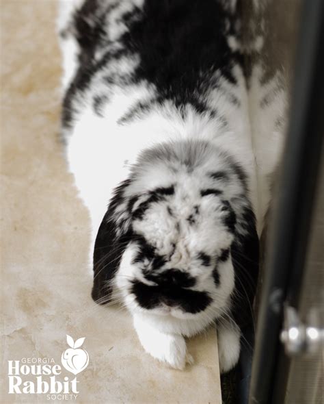 Georgia House Rabbit Society (@georgiahrs) • Instagram photos and videos