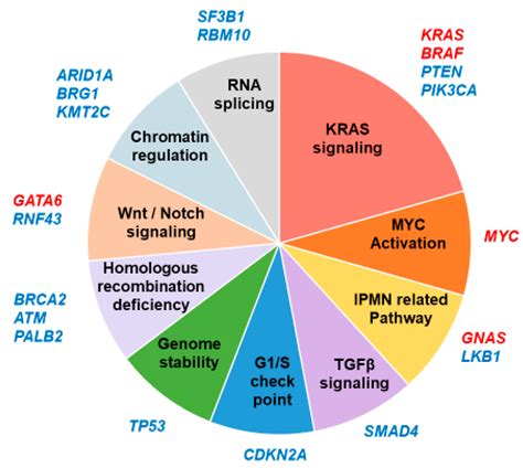 Genetic Mutations of Pancreatic Cancer and Genetically Engineered Mouse ...