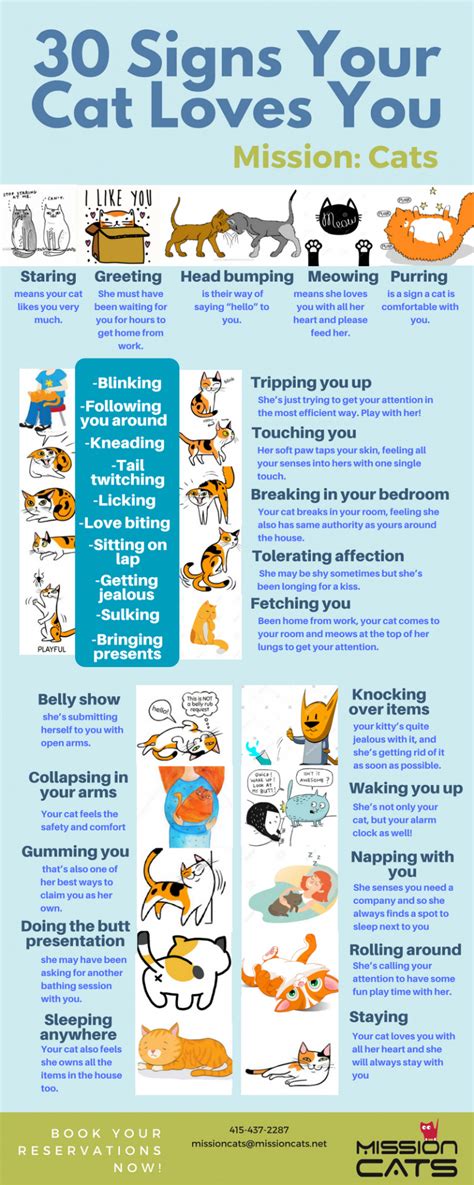 Image result for Cat Affection Signs