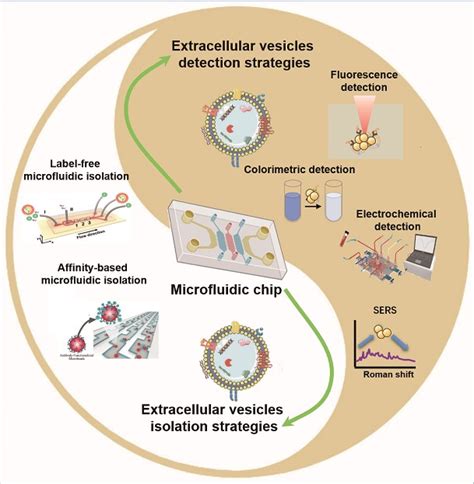 Recent Advances in Microfluidic-Based Extracellular Vesicle Analysis[v1 ...