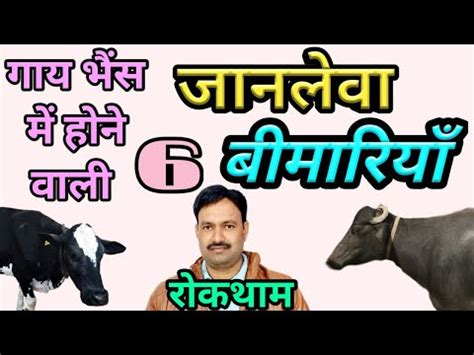 Symptoms and prevention of 6 deadly diseases in animals