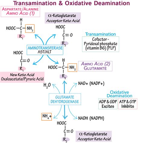 Process Of Deamination