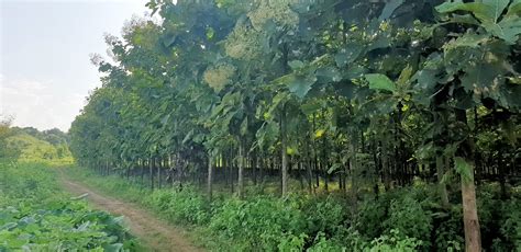 Teak Trees Plantation, Teakwood Farmland, Sagwan Farming, Land in India