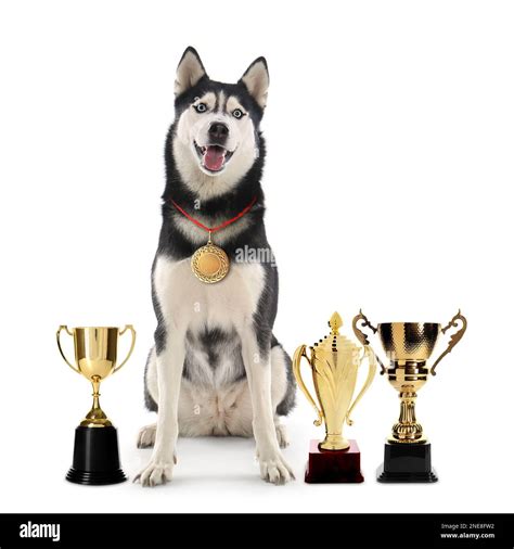 Cute Siberian Husky dog with gold medal and trophy cups on white ...