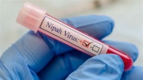 Bats in Kerala's Wayanad test positive for Nipah virus: ICMR