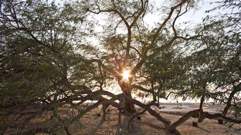 Tree of Life: A symbol of nature’s resilience in Bahrain, Bahrain ...