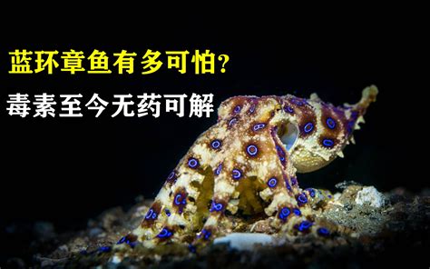世界上最毒的蓝环章鱼，毒素能杀死26名成年人，目前没有解毒方法_哔哩哔哩_bilibili
