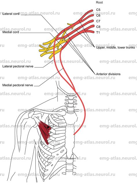 Lateral Pectoral Nerve Supraclavicular Part Peripheral Nerves
