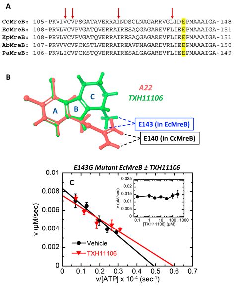 TXH11106: A Third-Generation MreB Inhibitor with Enhanced Activity ...