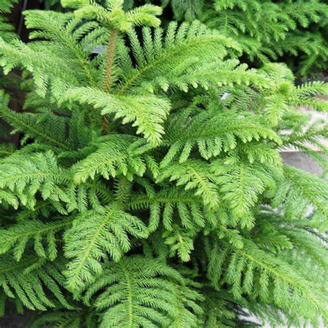 Buy Avenue Trees online in India | Avenue tress in India at low prices