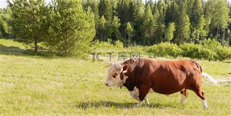 “公牛。2021 年的象征。十二生肖金牛座。旗帜。大公牛，鼻子上戴着戒指，庄严地站在郁郁葱葱的夏季草地上，一头奶牛在绿色草地上吃草。风景。东方星座”高清摄影大图-千库网