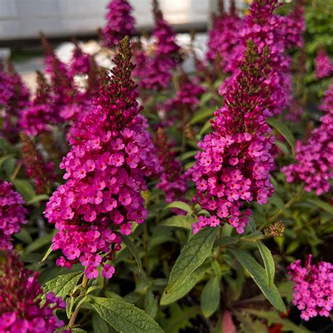Buzz™ Hot Raspberry Buddleia Plants for Sale - Butterfly Bush | GrowJoy