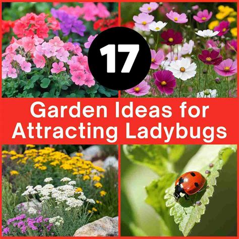 17 Clever Garden Ideas to Attract Ladybugs Naturally