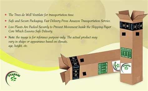 Pyanabi Nursery East Indian Mango Plant (Grafted Plant Height 2-3 Feet ...